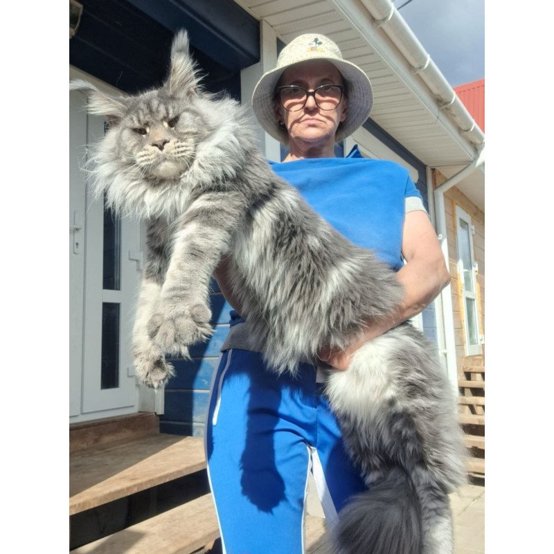 Maine Coon A Dakar