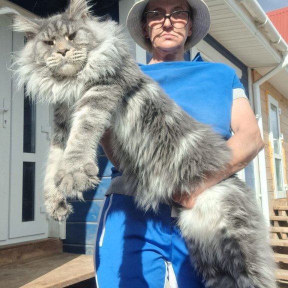 Maine Coon A Dakar