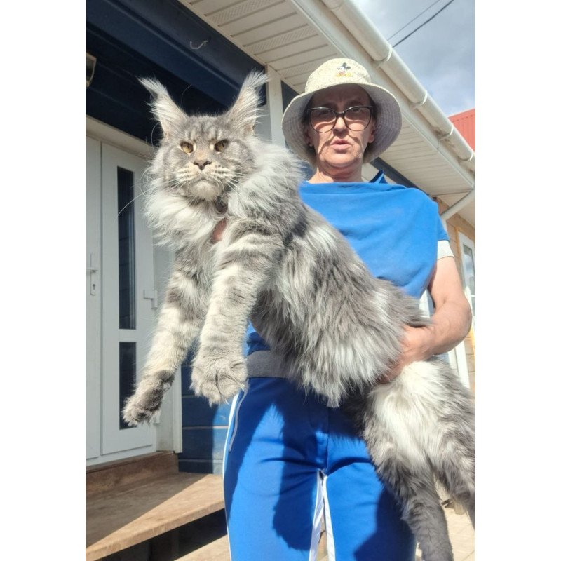 Maine Coon A Dakar