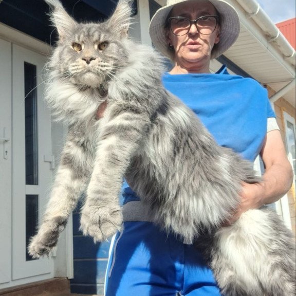 Maine Coon A Dakar