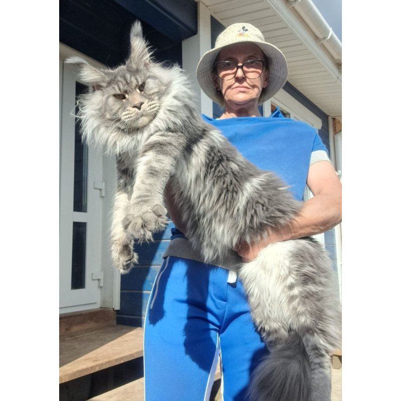 Maine Coon A Dakar