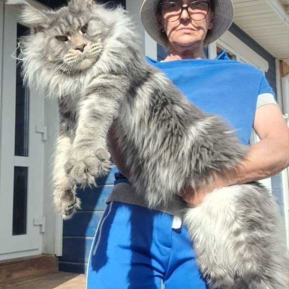 Maine Coon A Dakar