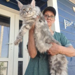 Maine Coon A Cirila