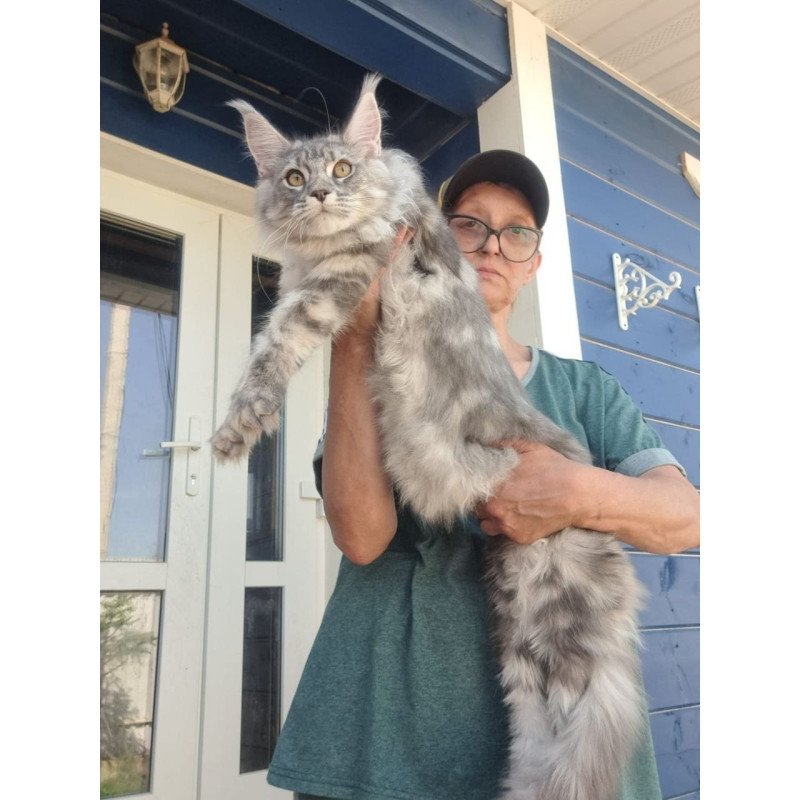Maine Coon A Cirila
