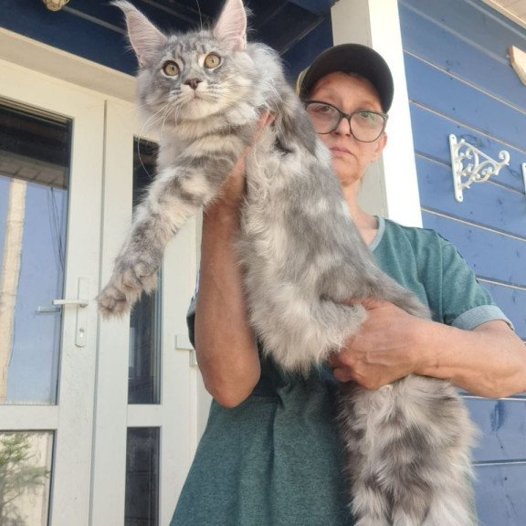 Maine Coon A Cirila