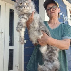 Maine Coon A Cirila