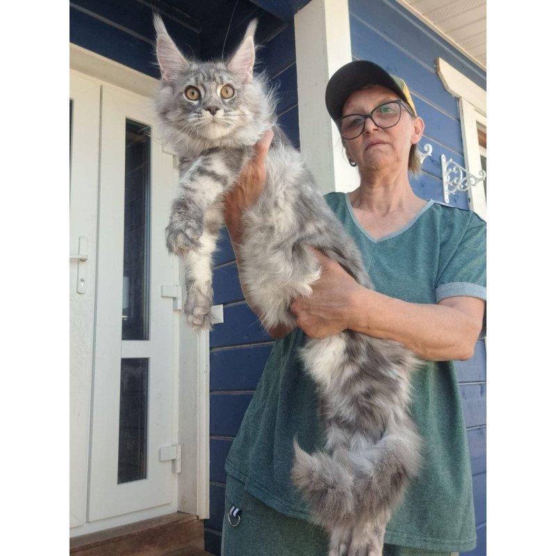 Maine Coon A Cirila