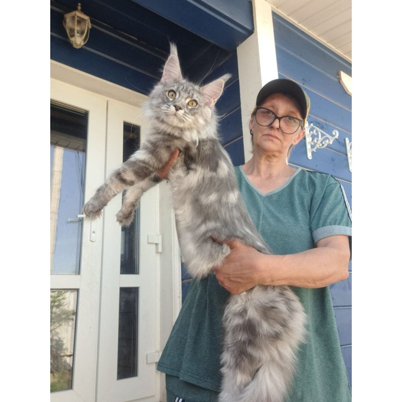 Maine Coon A Cirila