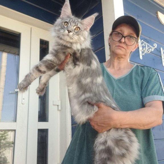 Maine Coon A Cirila