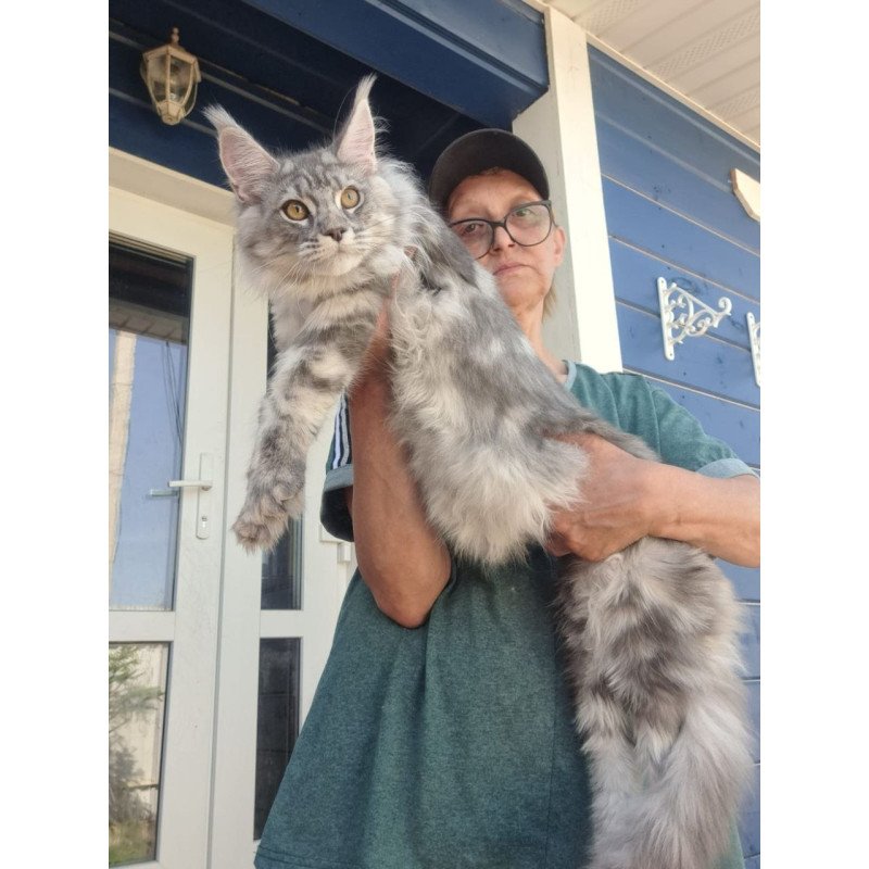 Maine Coon A Cirila