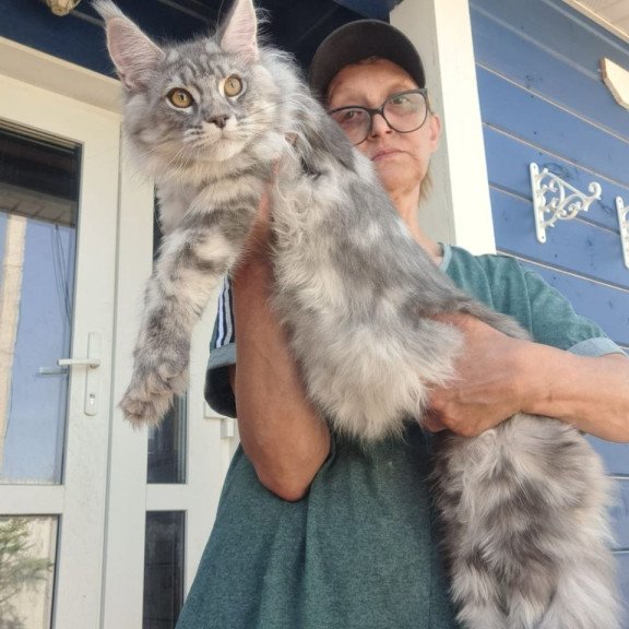 Maine Coon A Cirila