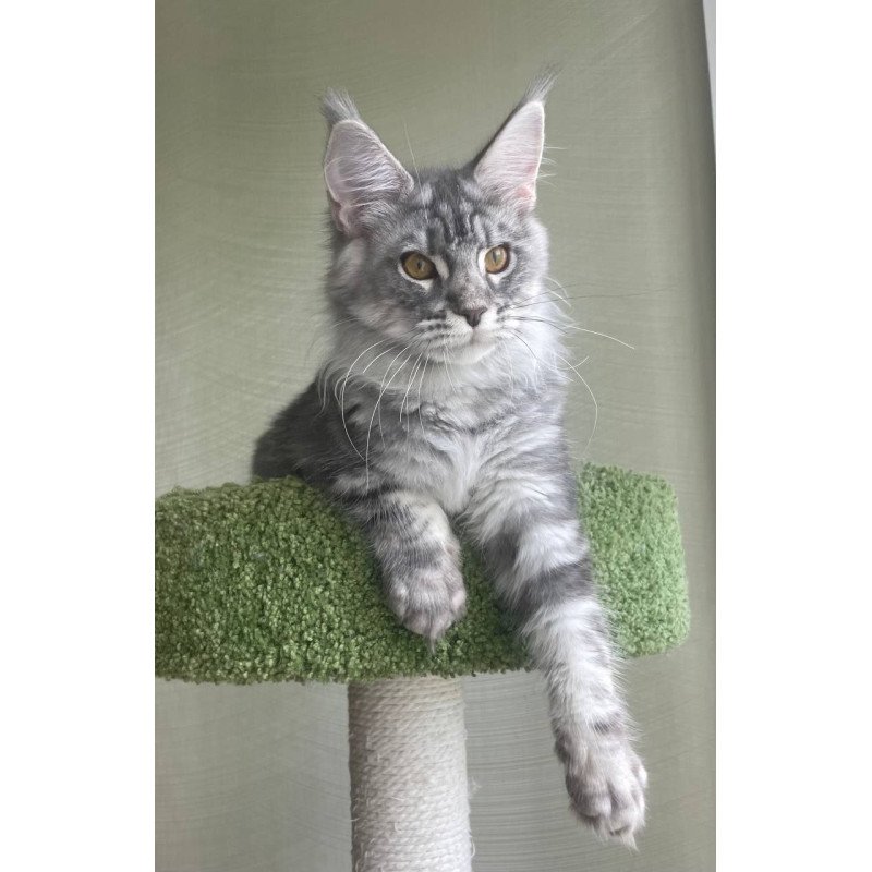 Maine Coon A Cirila