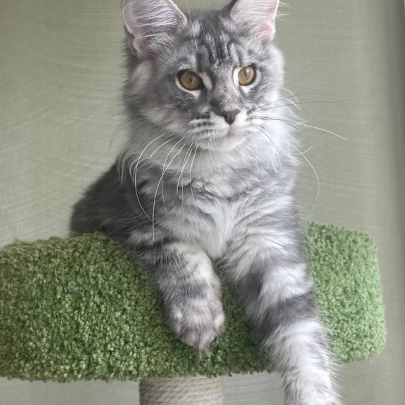 Maine Coon A Cirila