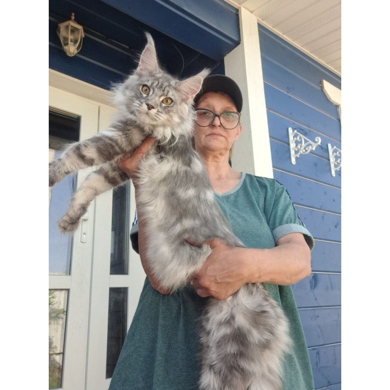 Maine Coon A Cirila