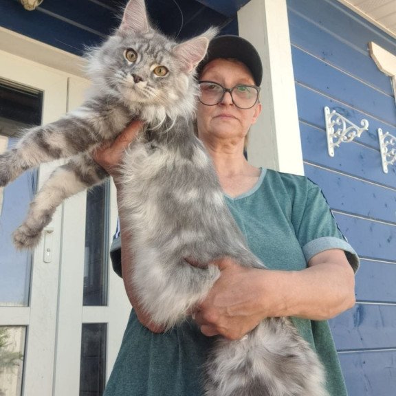 Maine Coon A Cirila