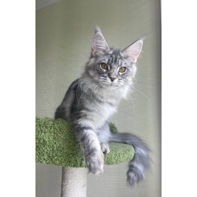 Maine Coon A Cirila