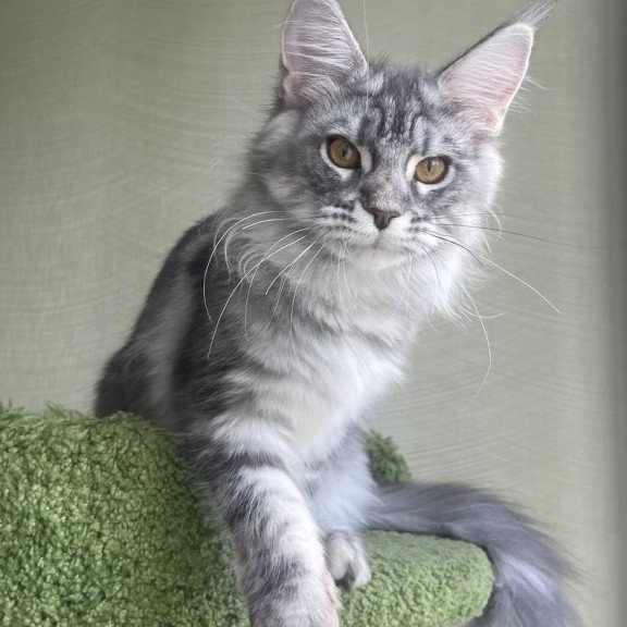 Maine Coon A Cirila
