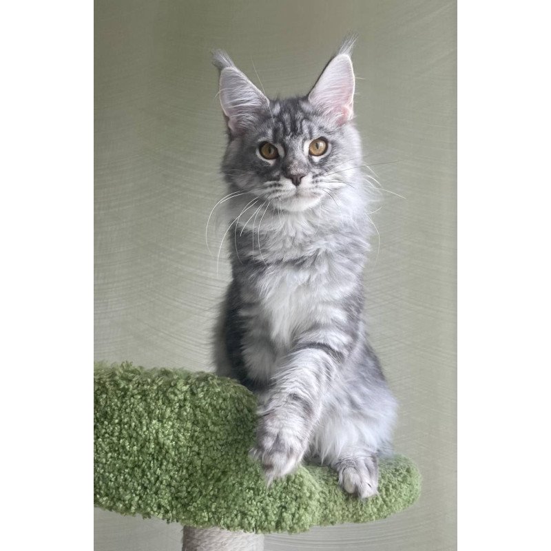 Maine Coon A Cirila
