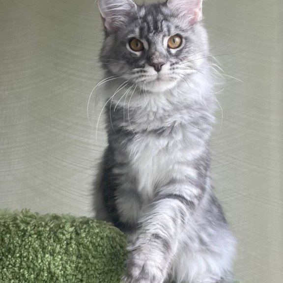 Maine Coon A Cirila