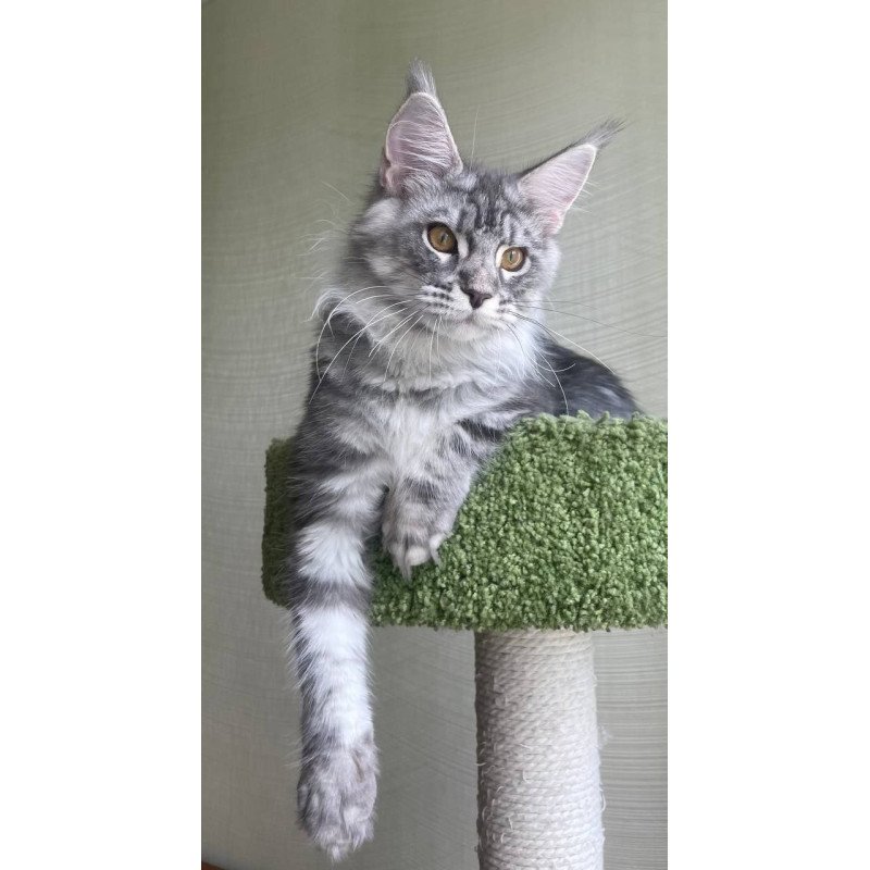 Maine Coon A Cirila