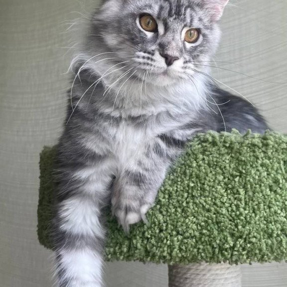 Maine Coon A Cirila