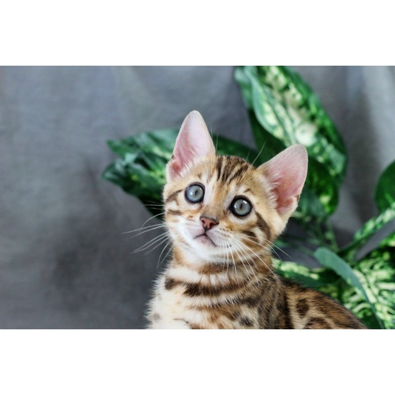 Bengal NOV Questa
