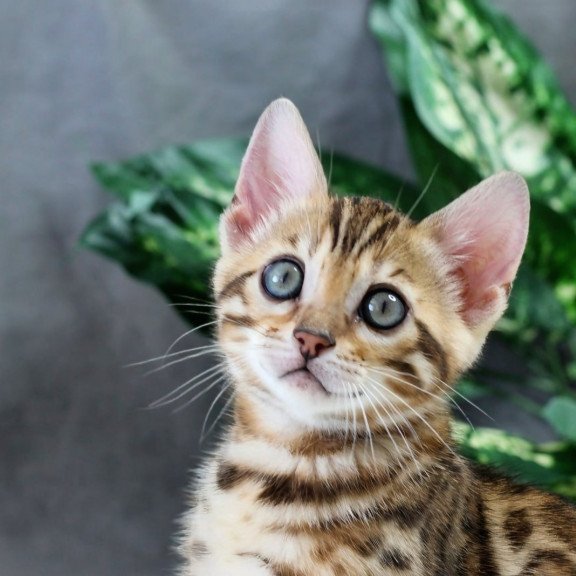 Bengal NOV Questa