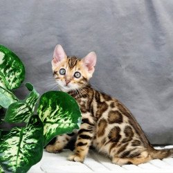 Bengal NOV Questa