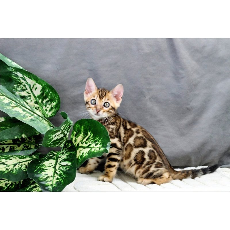 Bengal NOV Questa