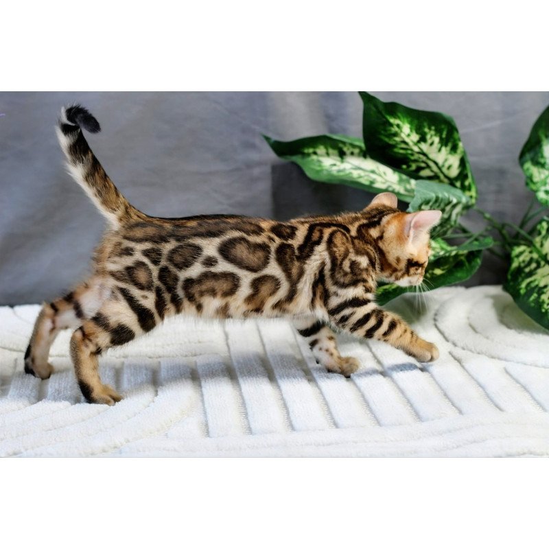 Bengal NOV Questa