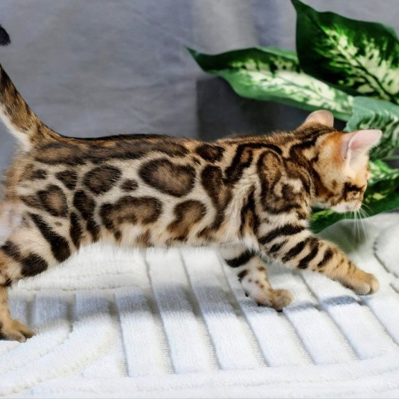 Bengal NOV Questa