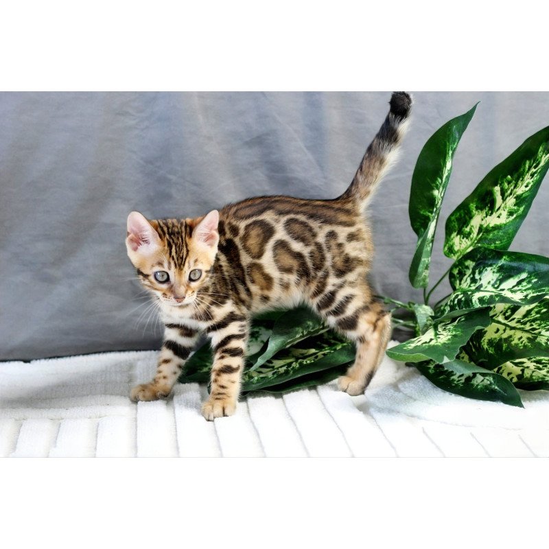Bengal NOV Questa
