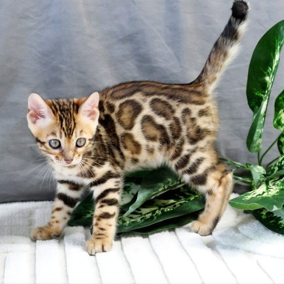 Bengal NOV Questa