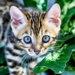 Bengal NOV Questa