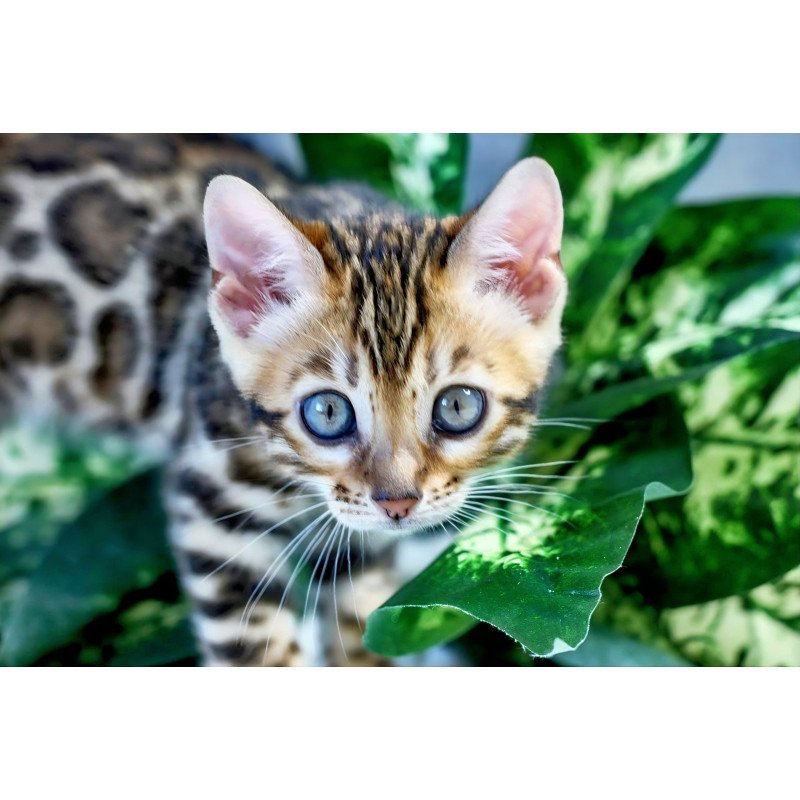 Bengal NOV Questa