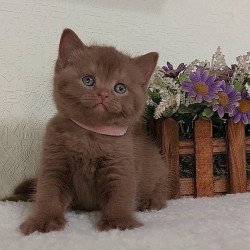British Greta
