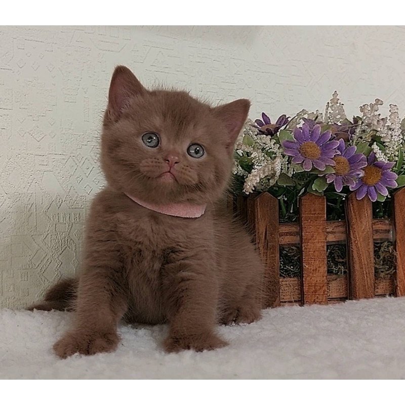 British Greta