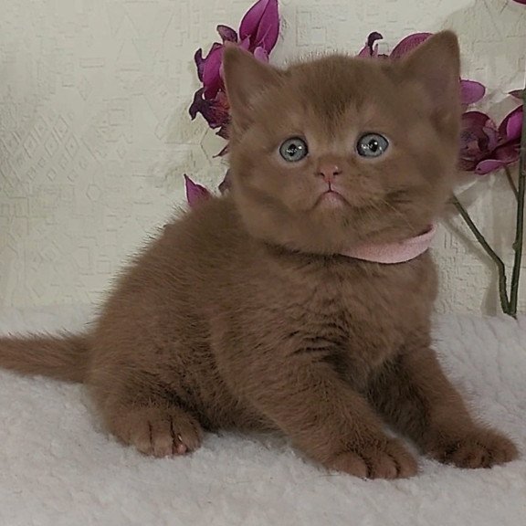 British Greta