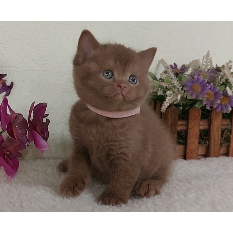 British Greta