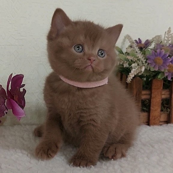 British Greta