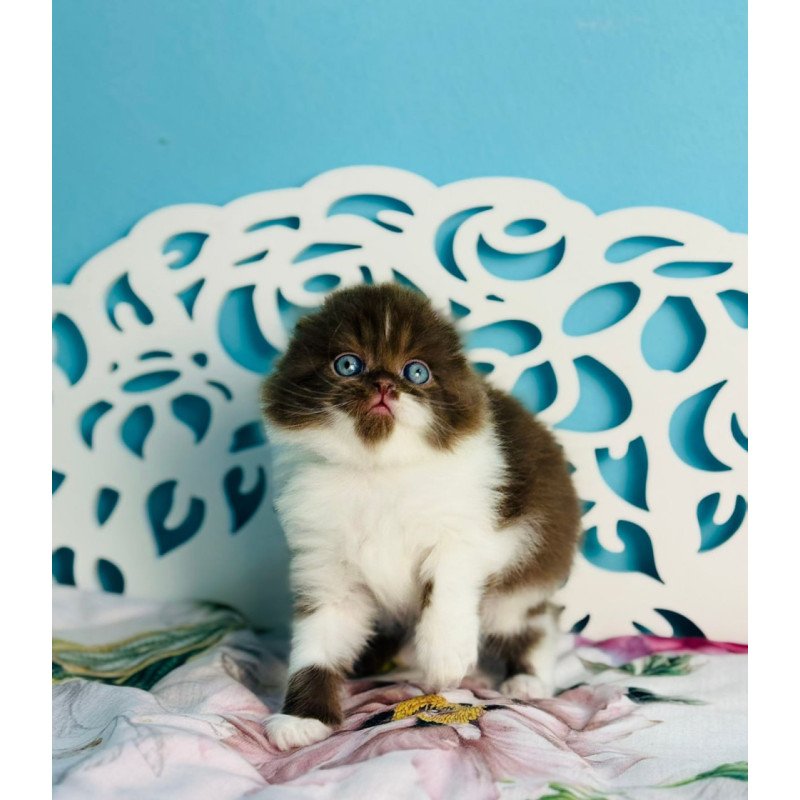 Scottish Xanti