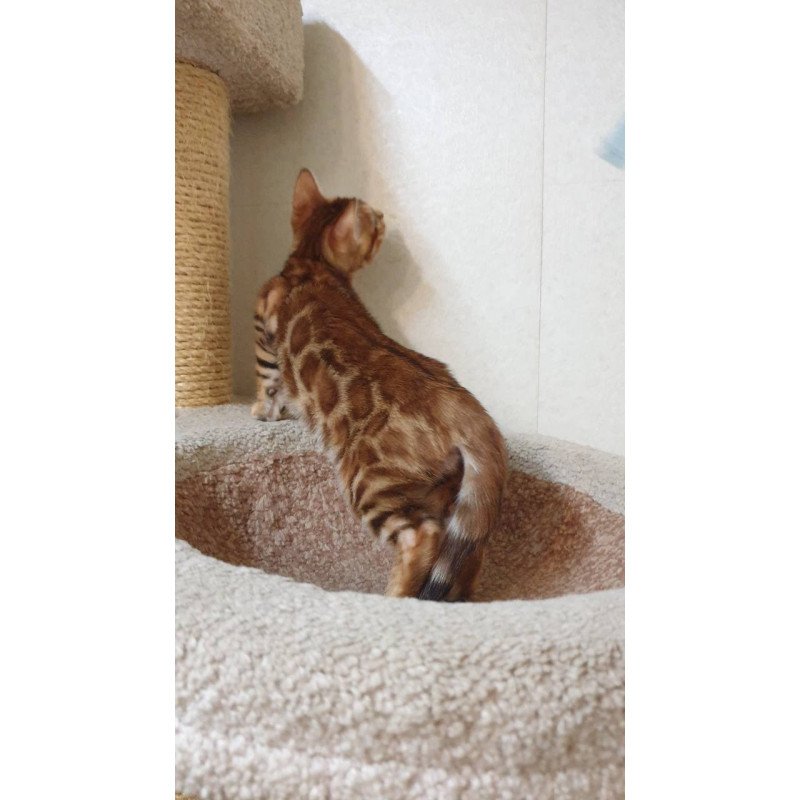 Bengal TB Alarek