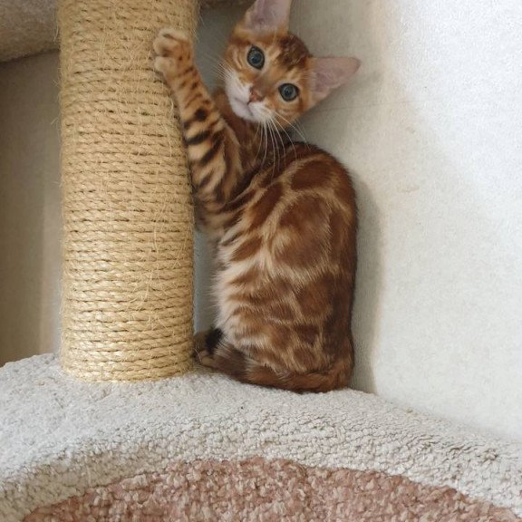 Bengal TB Alarek