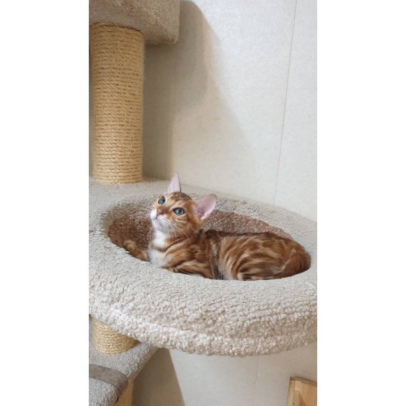 Bengal TB Alarek