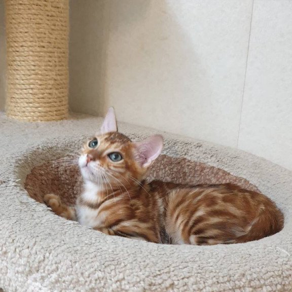 Bengal TB Alarek