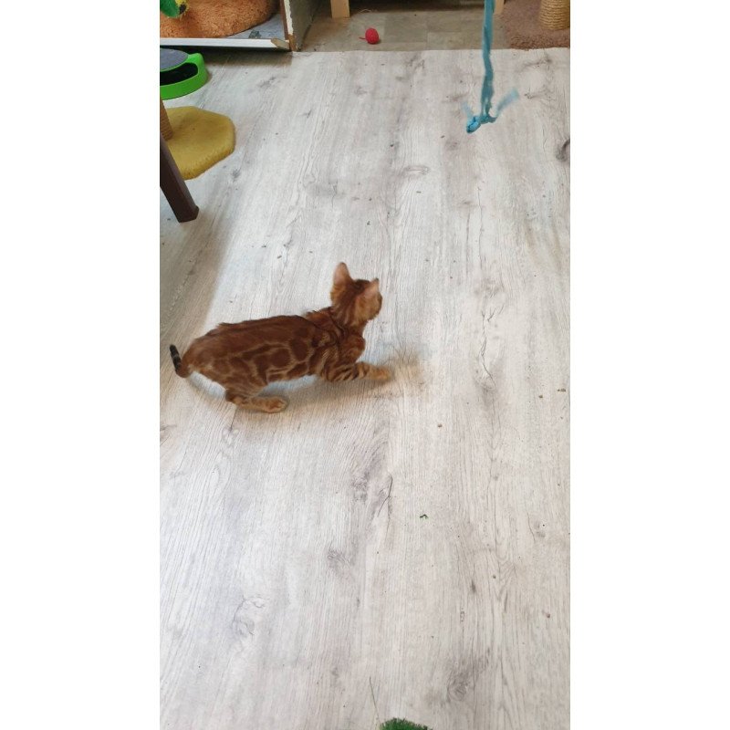 Bengal TB Alarek