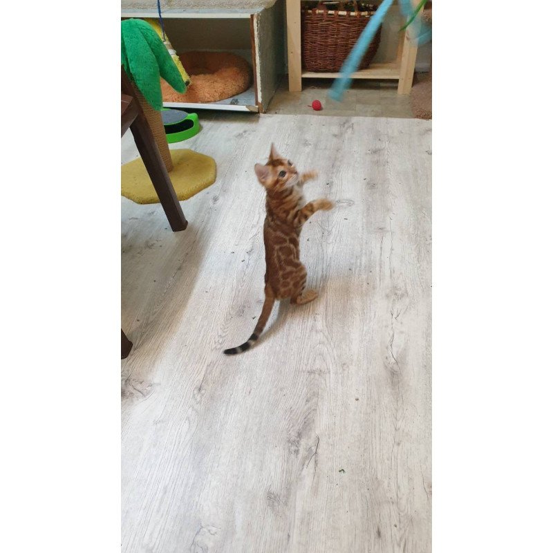 Bengal TB Alarek