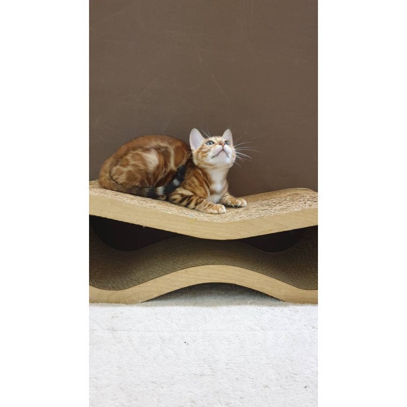 Bengal TB Alarek