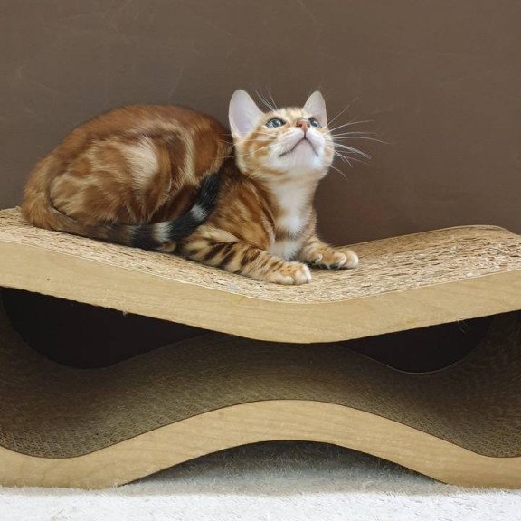 Bengal TB Alarek