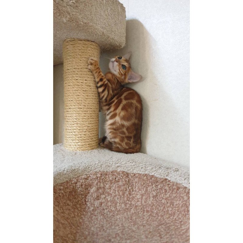 Bengal TB Alarek